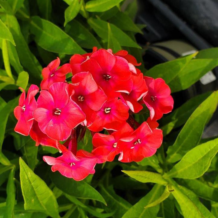 Phlox, Volcano Ruby Phlox