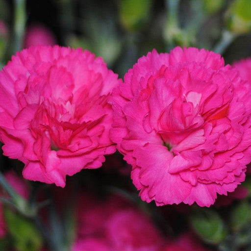 Dianthus, Pretty Poppers™ Double Bubble Dianthus