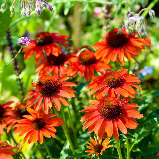 ECHINACEA PANAMA RED #1