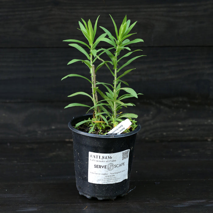 Aster, New England Aster