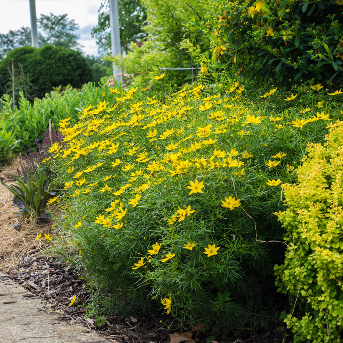 Coreopsis verticillata 'Zagreb'  - Zagreb Threadleaf Tickseed