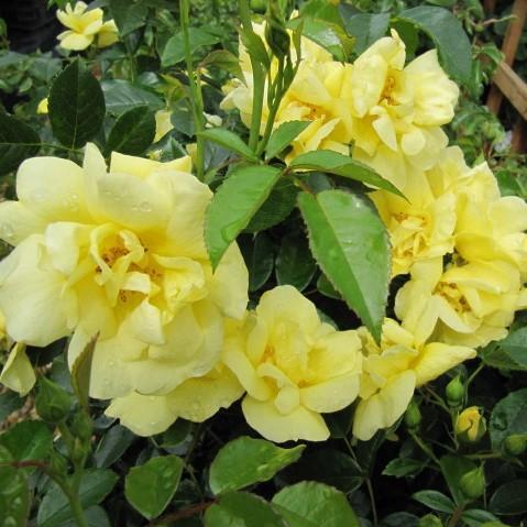 Rosa x 'Noalesa'  - Flower Carpet® Yellow Rose