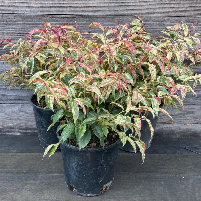 Leucothoe fontanesiana 'Rainbow'  - Rainbow Drooping Leucothoe