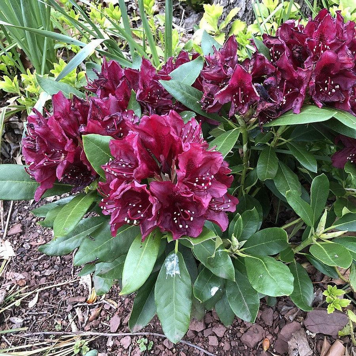 Azalea, Dark Lord Azalea