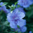Hibiscus syriacus 'Notwoodthree'  - Blue Chiffon® Hibiscus