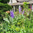 Delphinium, Aurora™ Lavender Delphinium