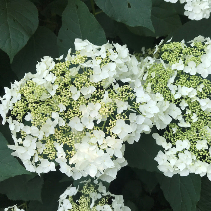 Hydrangea arborescens 'Haas' Halo'  - Haas' Halo Hydrangea