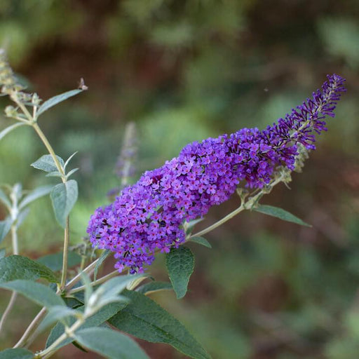 Butterfly Bush, First Editions® Psychedelic Sky™ Butterfly Bush
