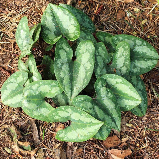 Wild Ginger, Chinese Wild Ginger