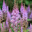Astilbe, Pumila Chinese Astilbe