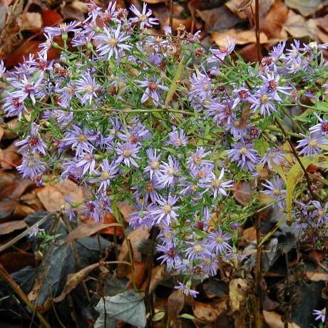 Aster, Blue Wood Aster
