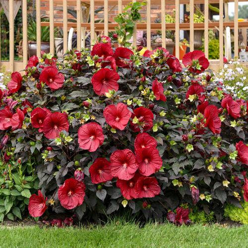 Hibiscus, Summerific® Holy Grail Hibiscus