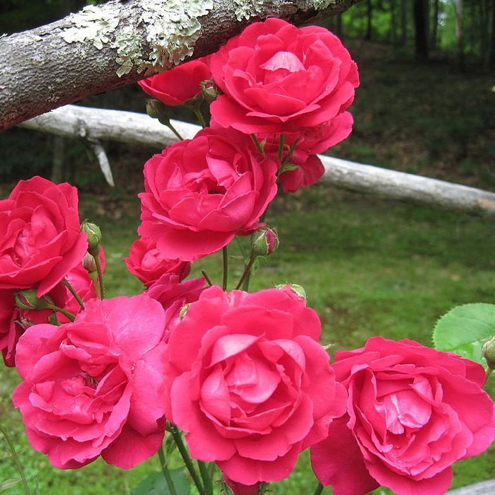 Rosa 'Blaze'  - Blaze Climbing Rose