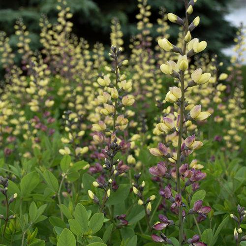 Baptisia, PW® Decadence® Deluxe Pink Lemonade False Indigo