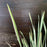 Iris ensata 'Variegata'  - Variegated Japanese Iris