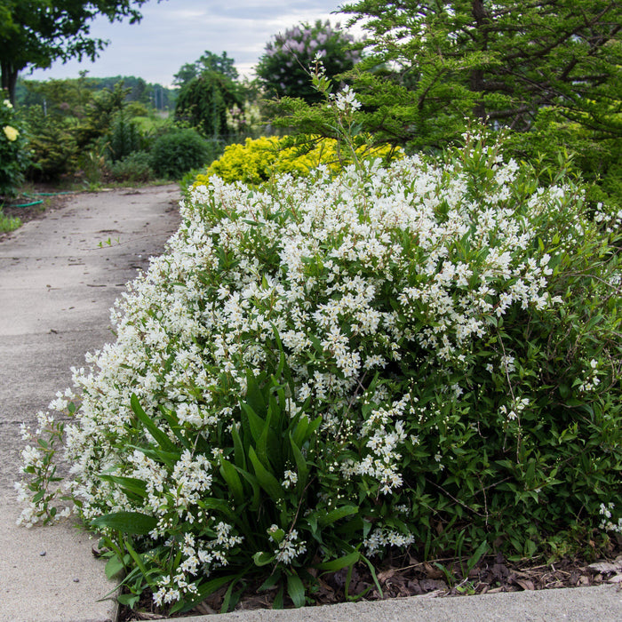 Deutzia gracilis 'Nikko' - Dwarf Nikko Deutzia