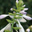 Hosta 'Fragrant Bouquet'  - Fragrant Bouquet Hosta