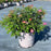 Rosa 'Meijocos' PP#18,874  - Pink Drift® Rose