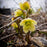 Hellebore, HGC® Champion Lenten Rose