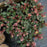 Helleborus x hybridus 'RD09'  - FrostKiss™ Pippa's Purple Lenten Rose