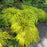 Hakonechloa macra 'All Gold'  - All Gold Japanese Forest Grass, Hakone Grass
