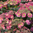 Hydrangea serrata 'MAK20'  - Tuff Stuff™ Hydrangea