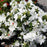 Azalea, Delaware Valley White Azalea