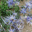 Eryngium planum 'Blue Hobbit'  - Blue Hobbit Sea Holly