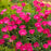 Dianthus, Paint the Town Magenta Dianthus