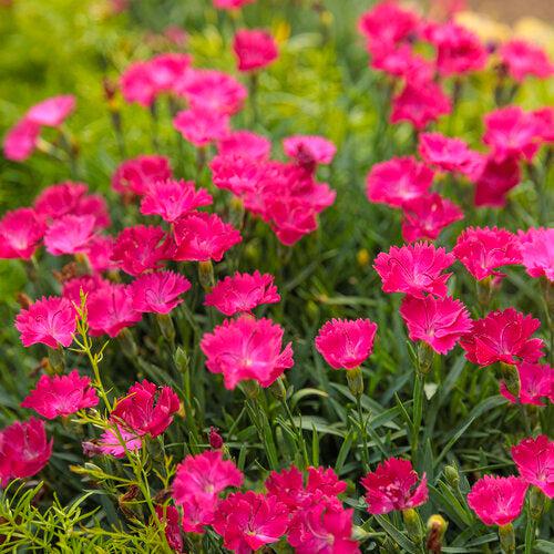 Dianthus, Paint the Town Magenta Dianthus