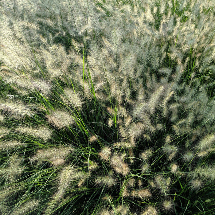 Grass, Hameln Fountain Grass
