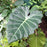 Alocasia, Masquerade™ Mayan Mask Alocasia