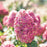 Hydrangea paniculata 'SMNHPPH'  - Proven Winners® Limelight Prime® Hydrangea