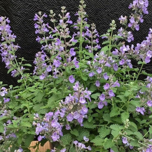Catmint, SylvesterBlue™ Catmint