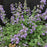 Catmint, SylvesterBlue™ Catmint