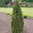 Arborvitae, Emerald Squeeze™ Arborvitae