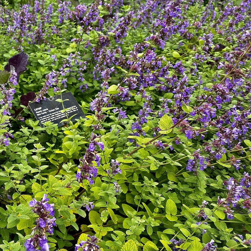 Catnip