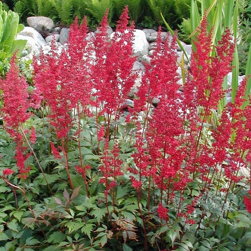 Astilbe x arendsii 'Fanal'  - Fanal Astilbe