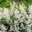 Astilbe japonica 'Deutschland'  - Deutschland Japanese Astilbe