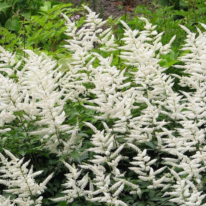 Astilbe japonica 'Deutschland'  - Deutschland Japanese Astilbe
