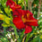 Hemerocallis 'Chicago Apache'  - Chicago Apache Daylily