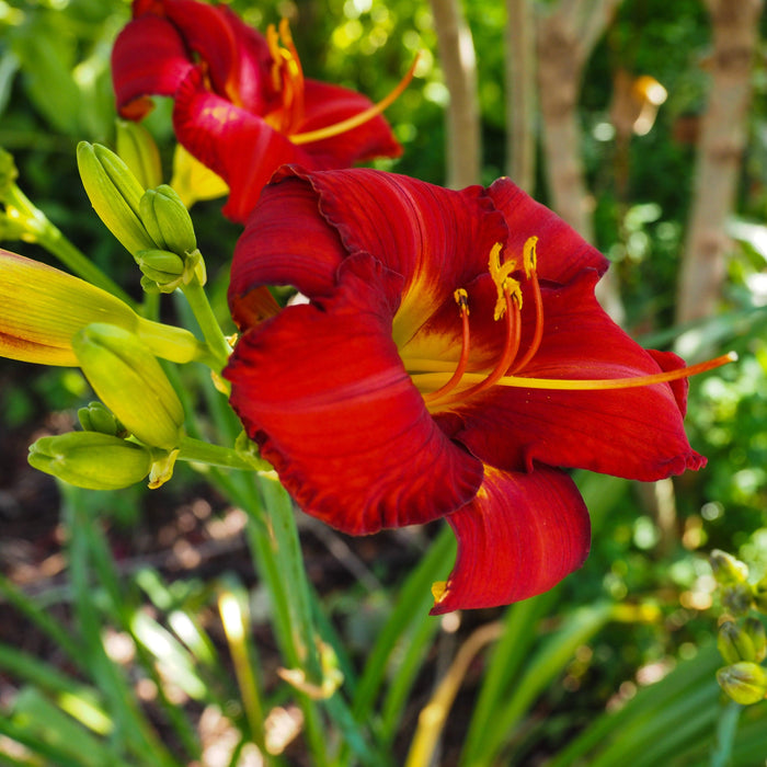 Hemerocallis 'Chicago Apache'  - Chicago Apache Daylily
