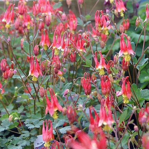 Aquilegia canadensis 'Little Lanterns'  - Little Lanterns Columbine
