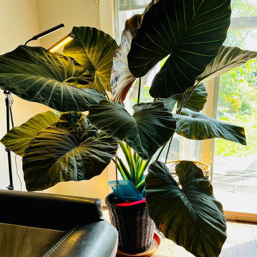 Alocasia, Regal Shield Alocasia