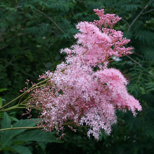 Queen of the Prairie, Venusta Queen of the Prairie