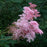Filipendula rubra 'Venusta'  - Venusta Queen of the Prairie