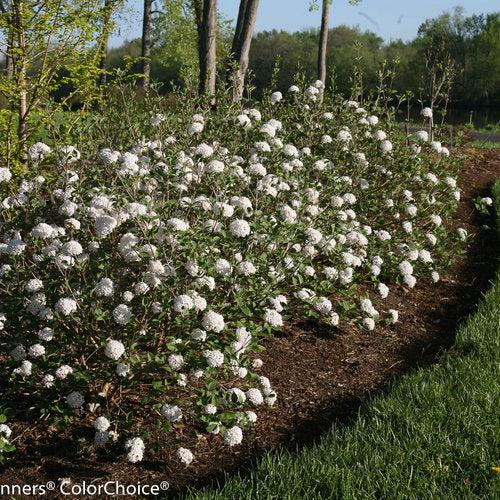 Viburnum, Spice Baby Viburnum