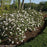 Viburnum, Spice Baby Viburnum