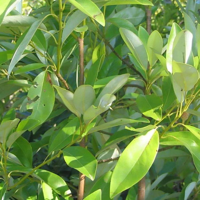 Magnolia, Moonglow Sweetbay Magnolia
