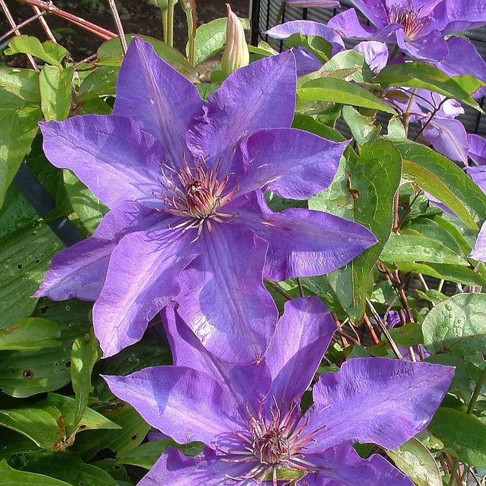 Clematis 'The President'  - The President Clematis